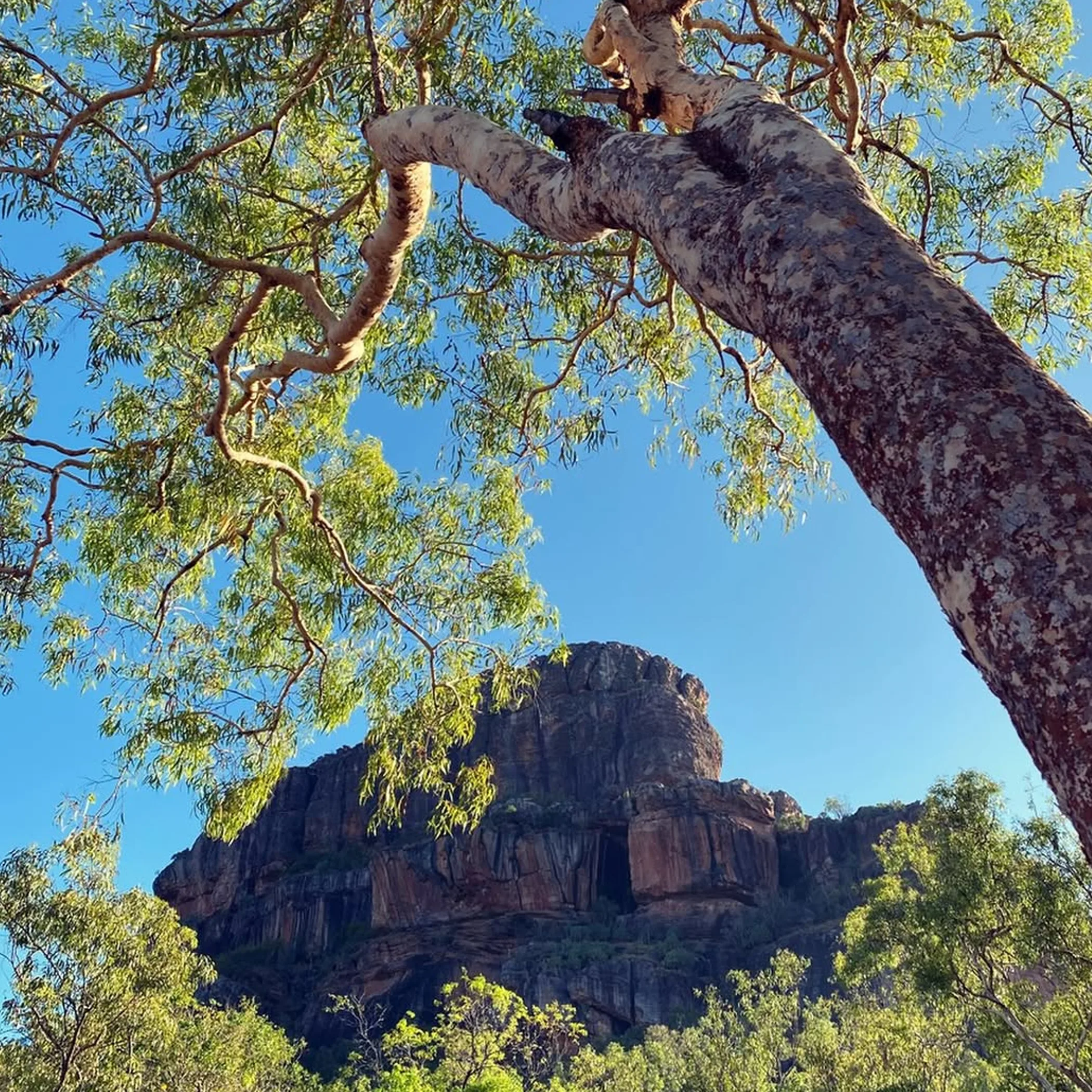 kakadu natural scenery with trees