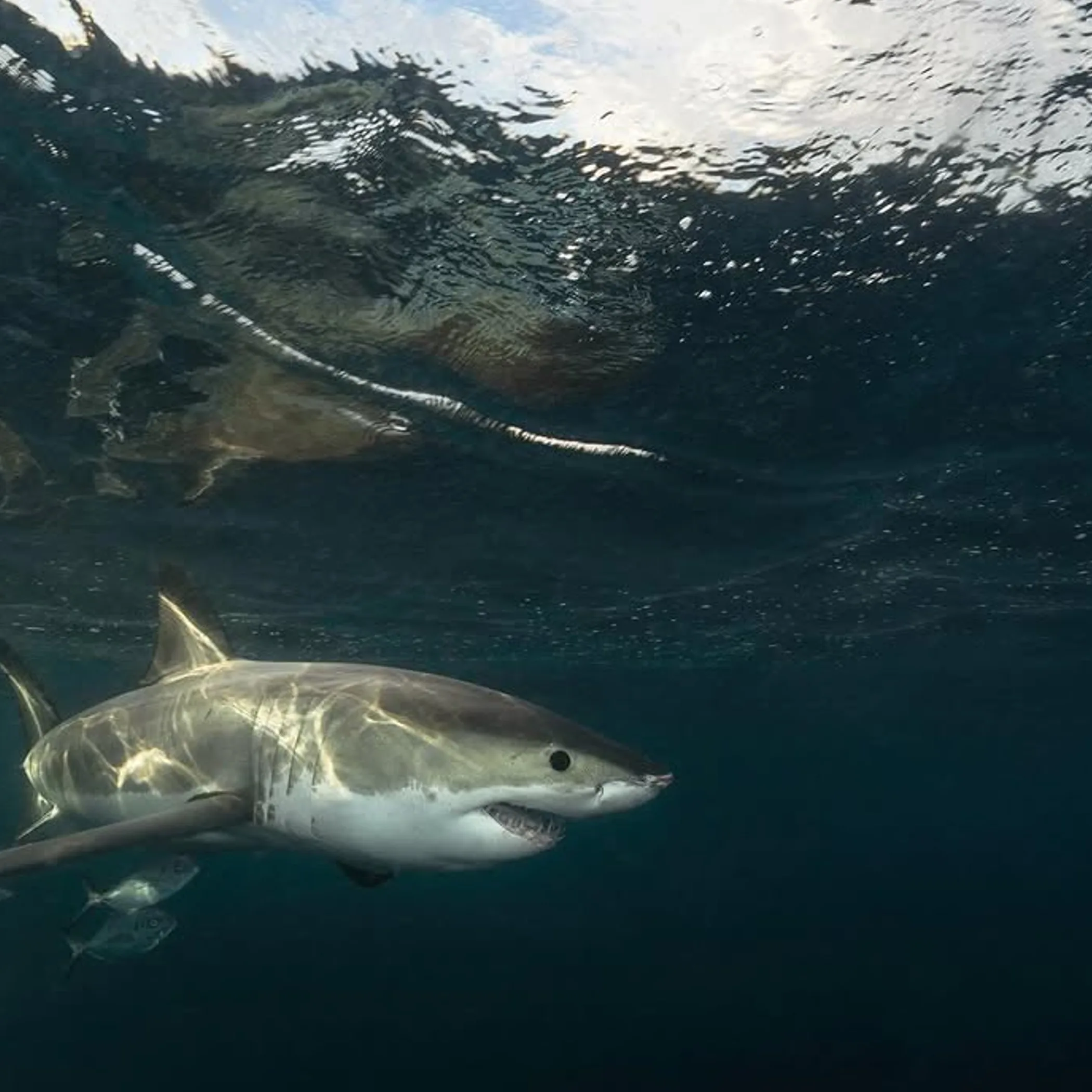 shark in australian marine context