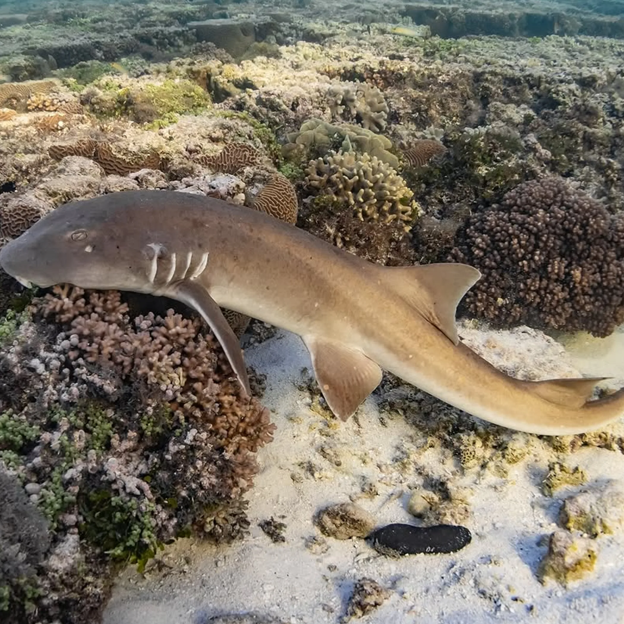 clear underwater photograph