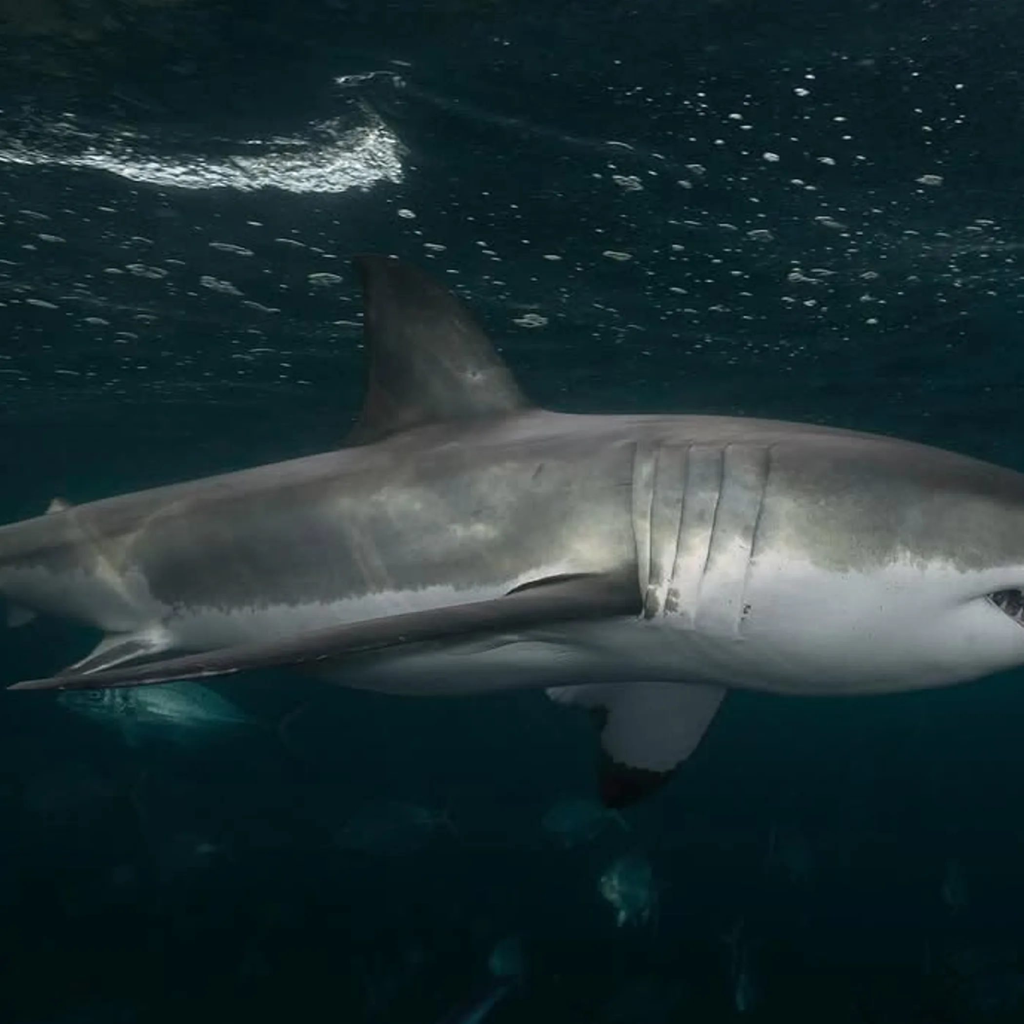 shark safety in australia