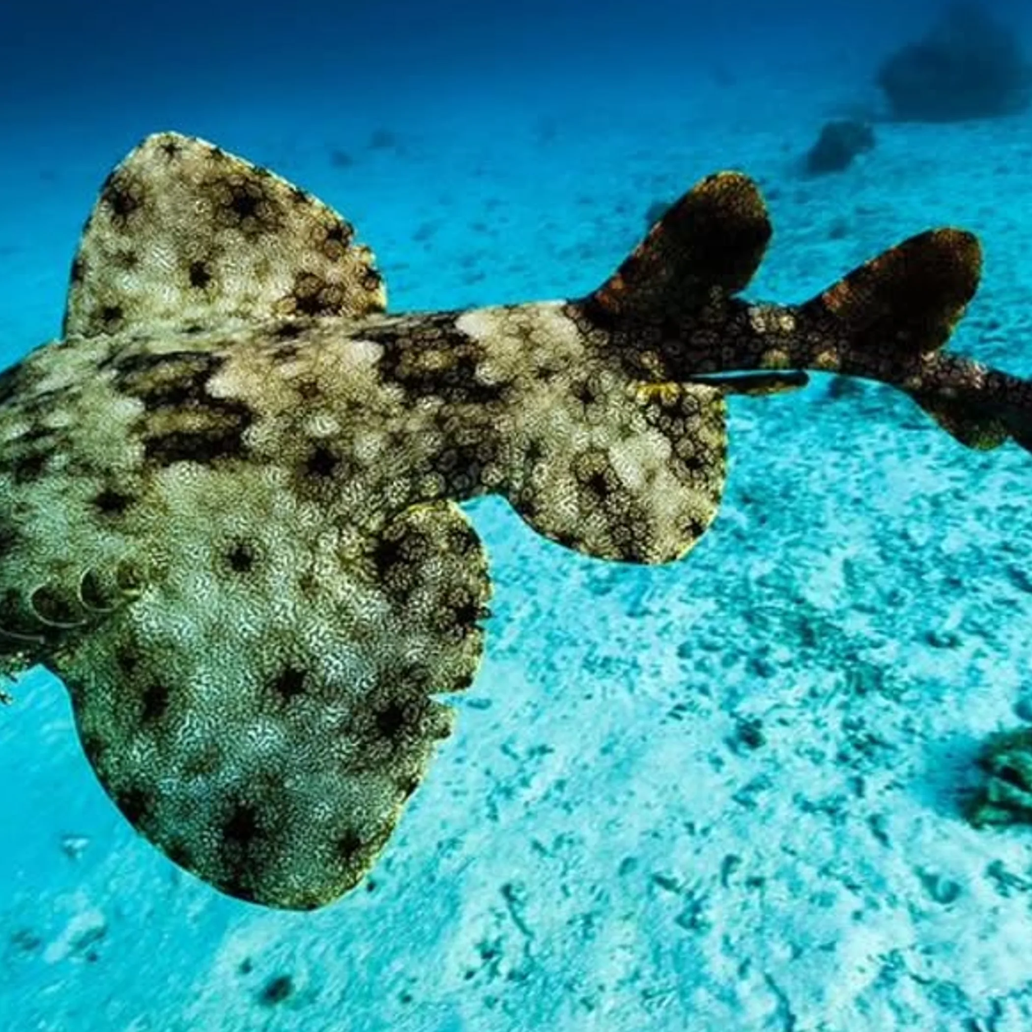 featured australian shark