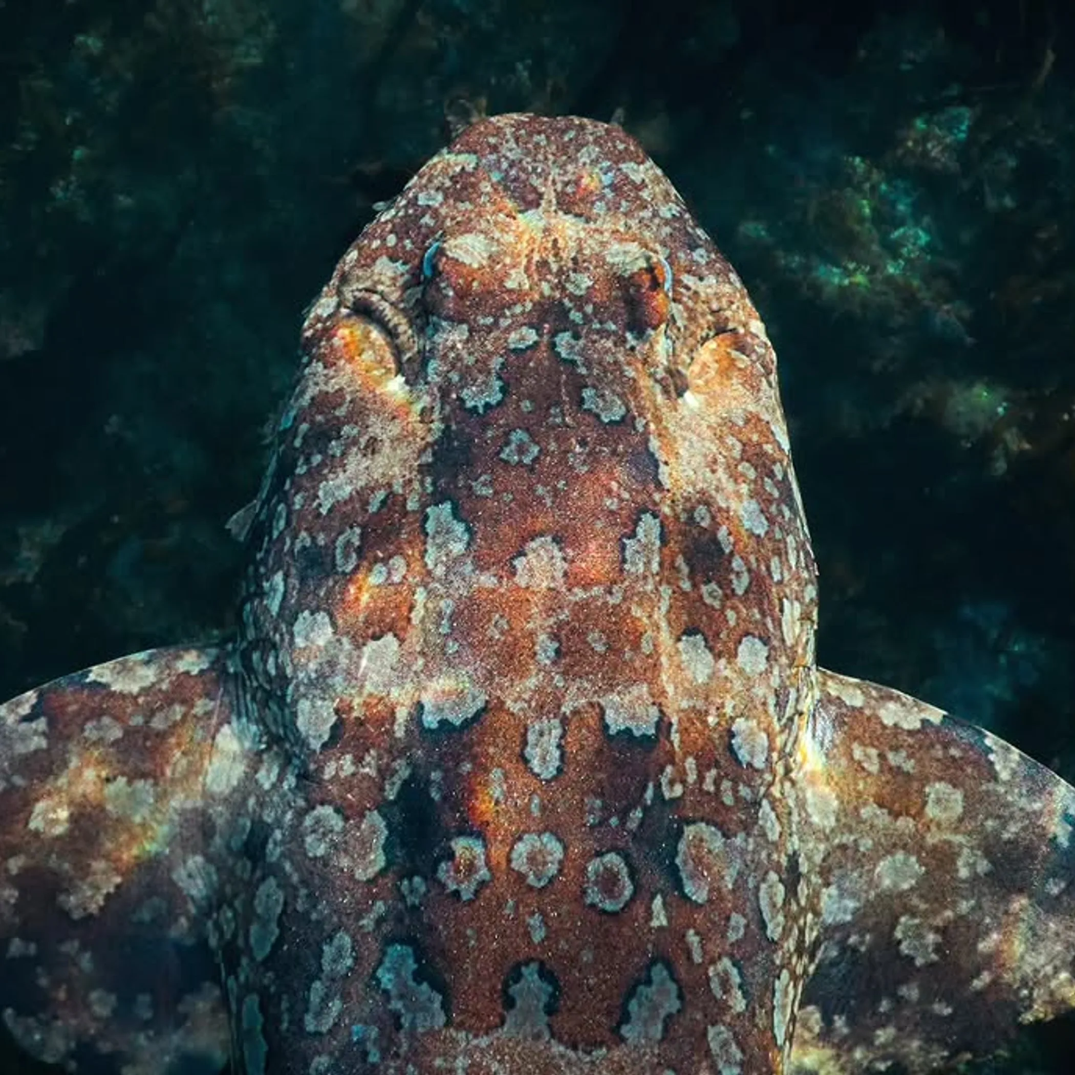 australian shark underwater